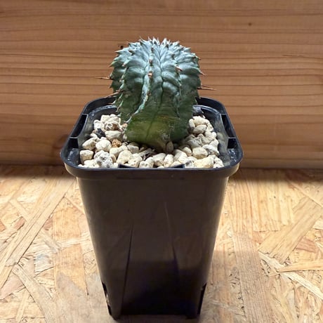 ユーフォルビアゼブラホリダ | STORES