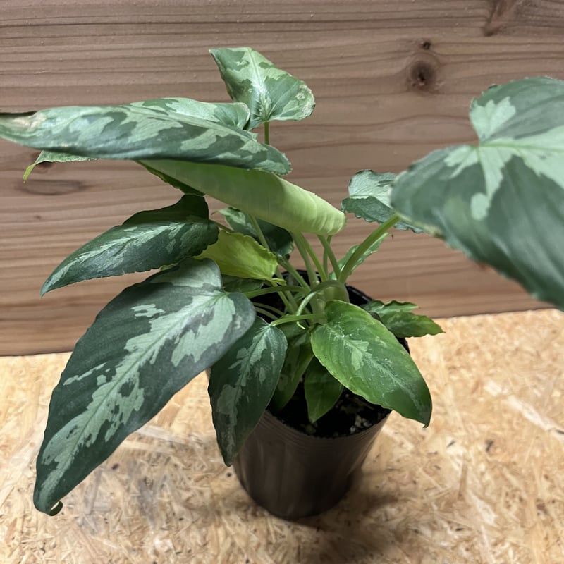 スキスマトグロッティス スコルテクニー | GREEN LUCK