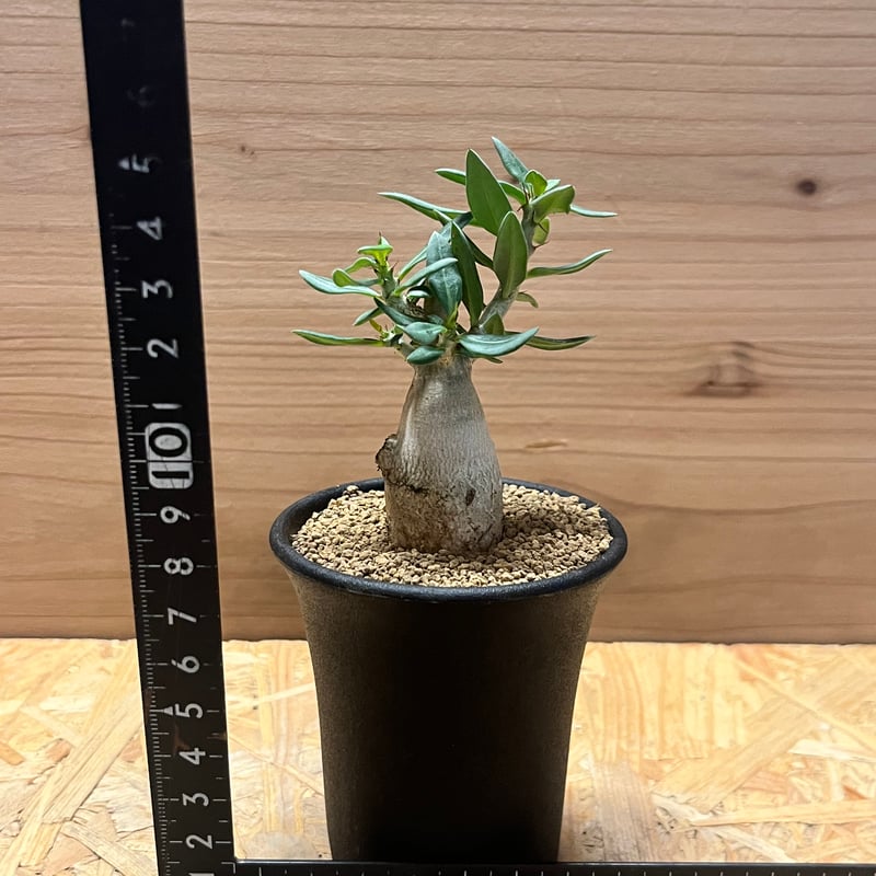 パキポディウム ビスピノーサム | GREEN LUCK