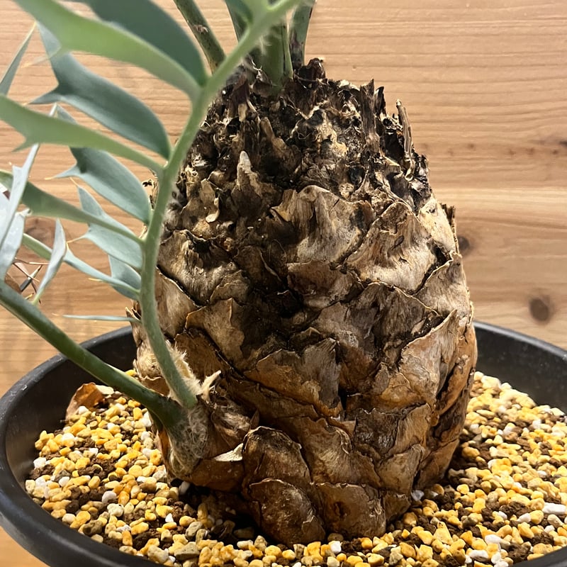 エンセファラルトス ホリダス | GREEN LUCK