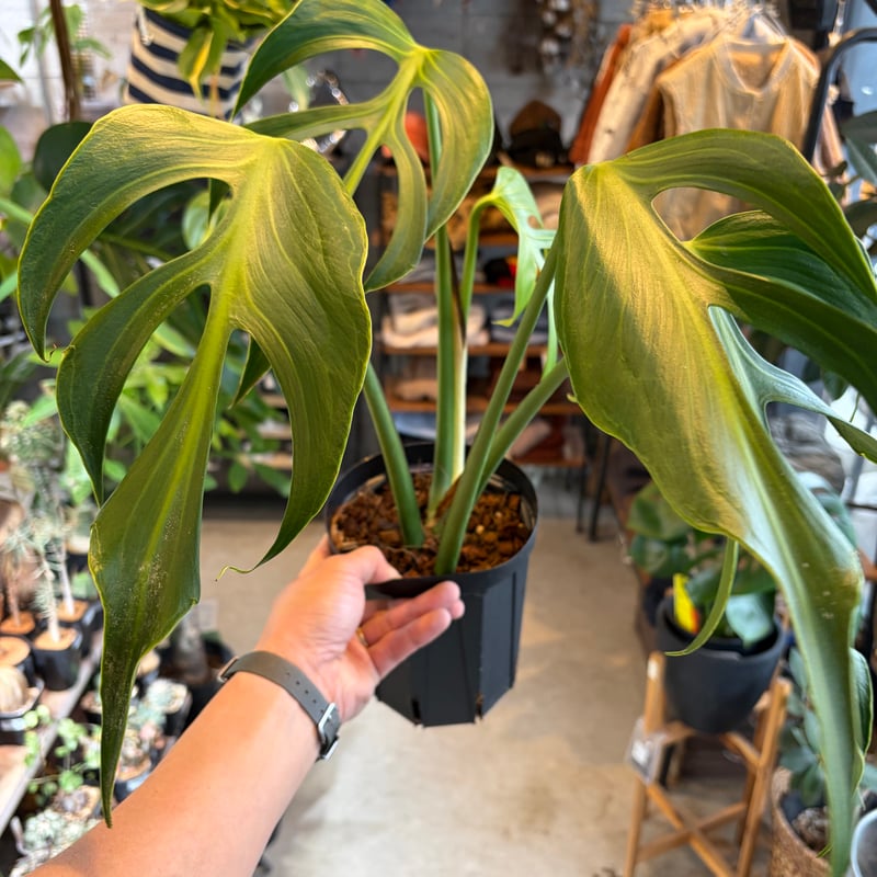 モンステラ 'バールマルクスフレーム' | GREEN LUCK