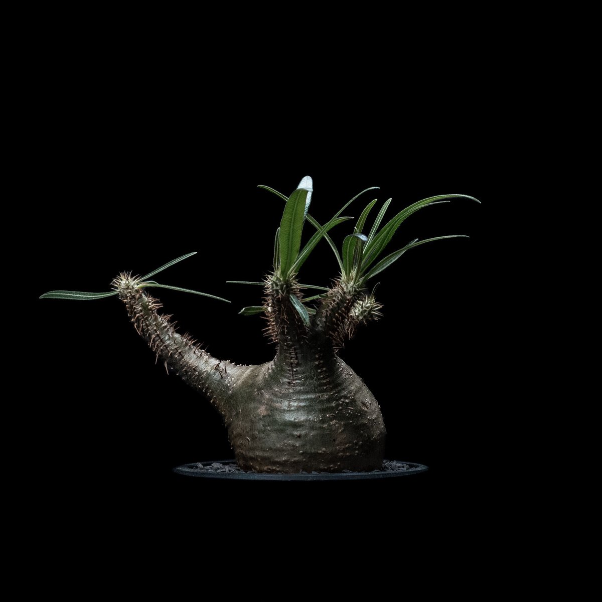 パキポディウム グラキリス / Pachypodium rosulatum var. grac