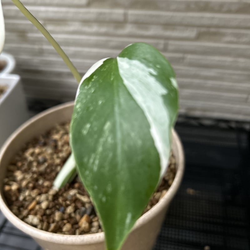 モンステラ ホワイトタイガー 極斑入り ハーフムーン M002 | Le Ruban