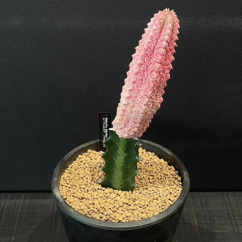 コーデックス ユーフォルビア アブデルクリ ”ダマスク” 接ぎ木 × BLACK