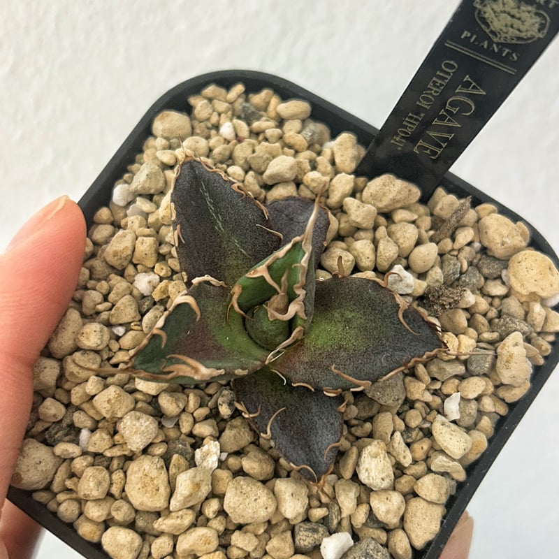 アガベ HP041 極太トップスパイン 子株 | アガベ専門店 Heart plants.