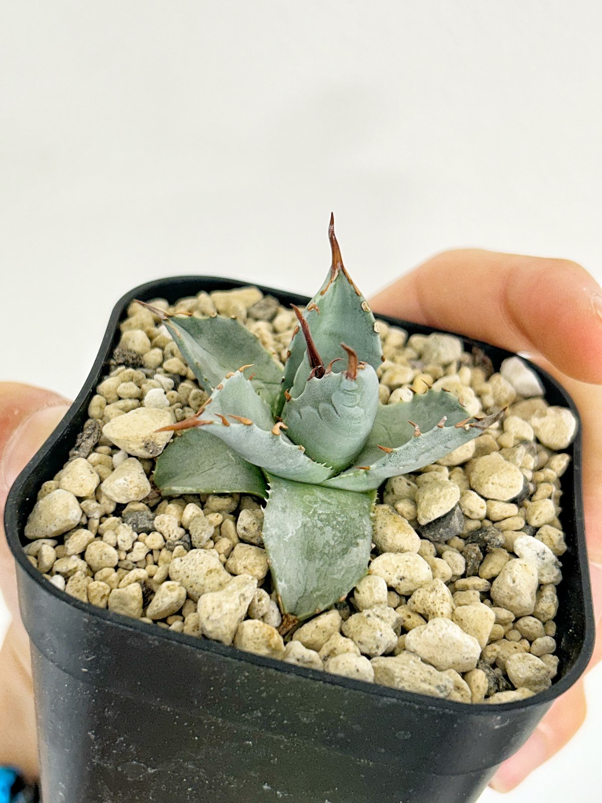 アガベ 妖蟹 ユタエンシス ×イシスメンシス | アガベ専門店 Heart plants.