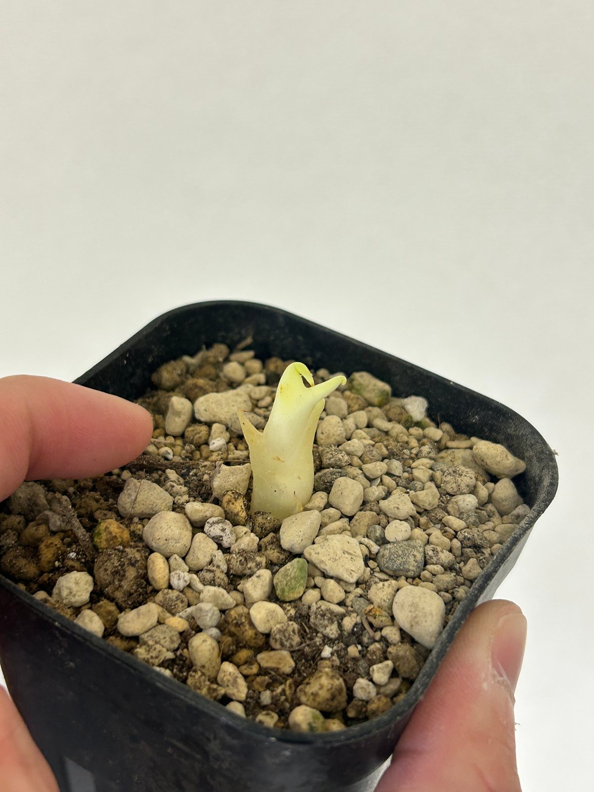 アガベ 甲蟹×血屈 ハイブリッド 肉厚 青葉 子株 | アガベ専門店 Heart