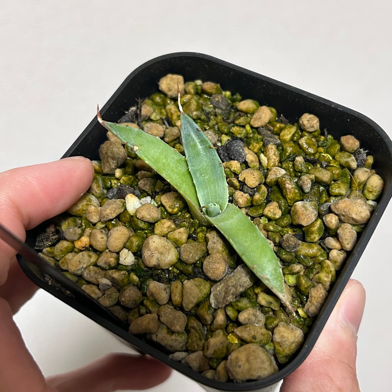 アガべ 妖炎×武蔵巌龍（コロラータ×オテロイ） | アガベ専門店 Heart