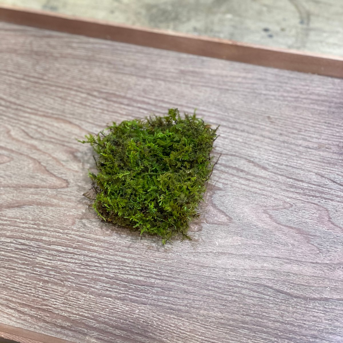 シノブゴケ | moss-connect