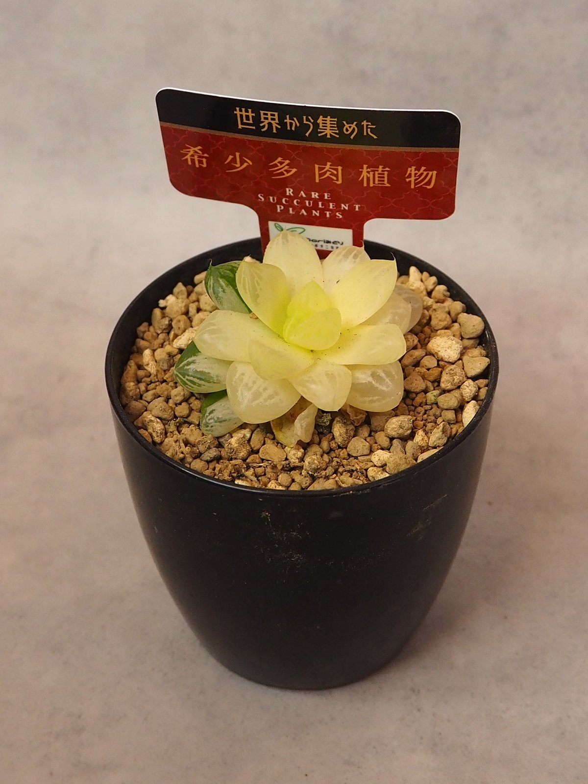 ハオルチア オブツーサ錦 極上斑(6/29撮影) | BB Plants Store