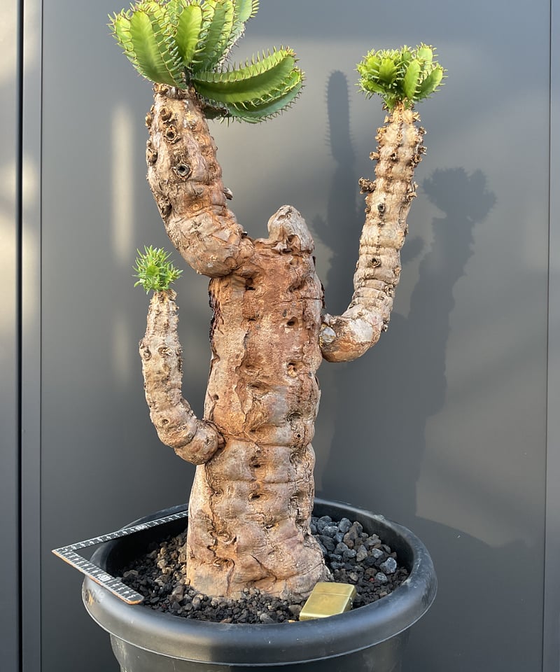 ユーフォルビア・ムランジーナ | Sun・Shepherd