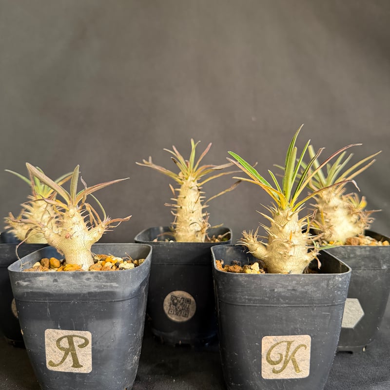 グラキリス 実生 5株セット ②G | HANDS PLANTS