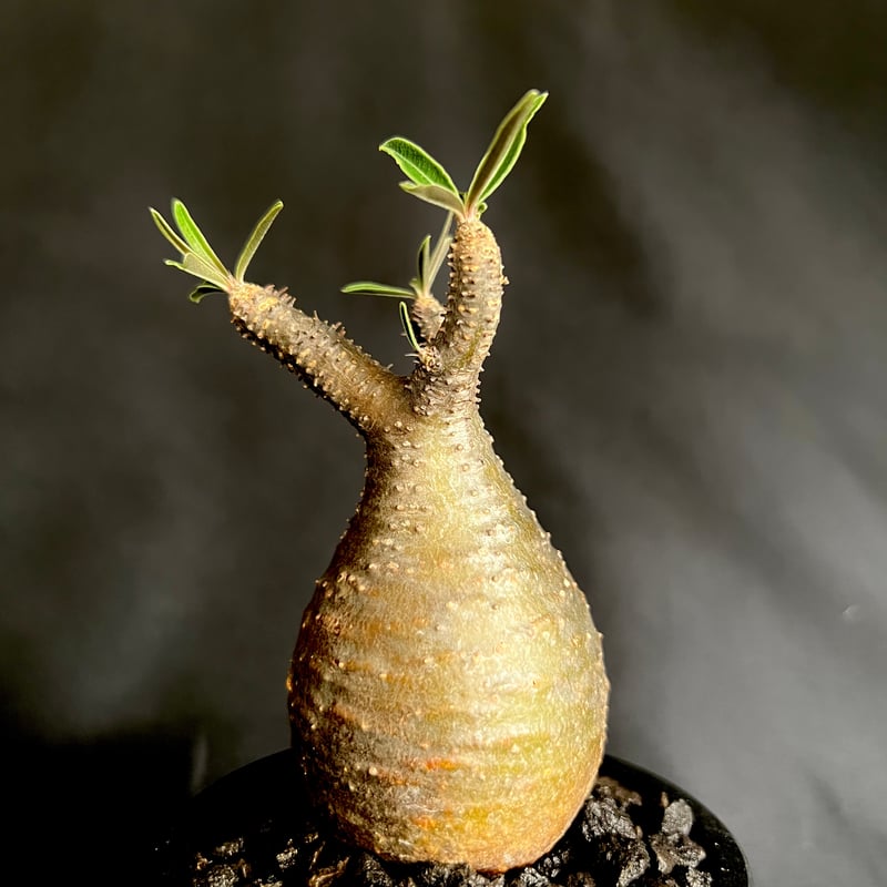 パキポディウムグラキリス 発根済み 11 | HANDS PLANTS