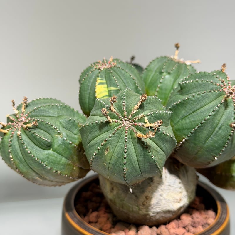 ユーフォルビア オベサ 梵天 斑入 モンスト | MEGASHEEP