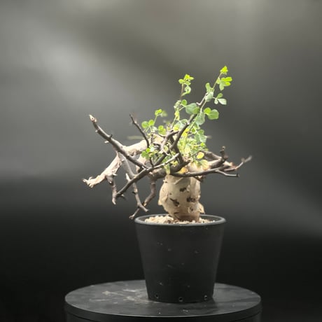 コミフォラピュアカタフ | STORES