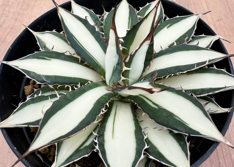 アガベ ホリダ錦 白中斑 Agave horrida varieg. | HOIKAWA CA