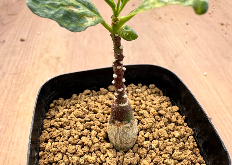 アデニア・ペチュエリー 実生 Adenia pechuelii | HOIKAWA CACTU