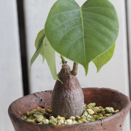 ボンバックス | STORES