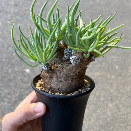 チレコドンペアルソニー | STORES