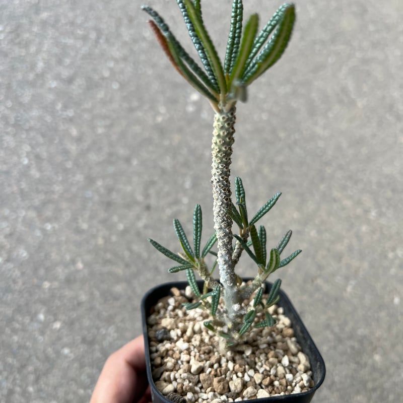 ドルステニア ギガス ブラータ | STELLA.PLANTS