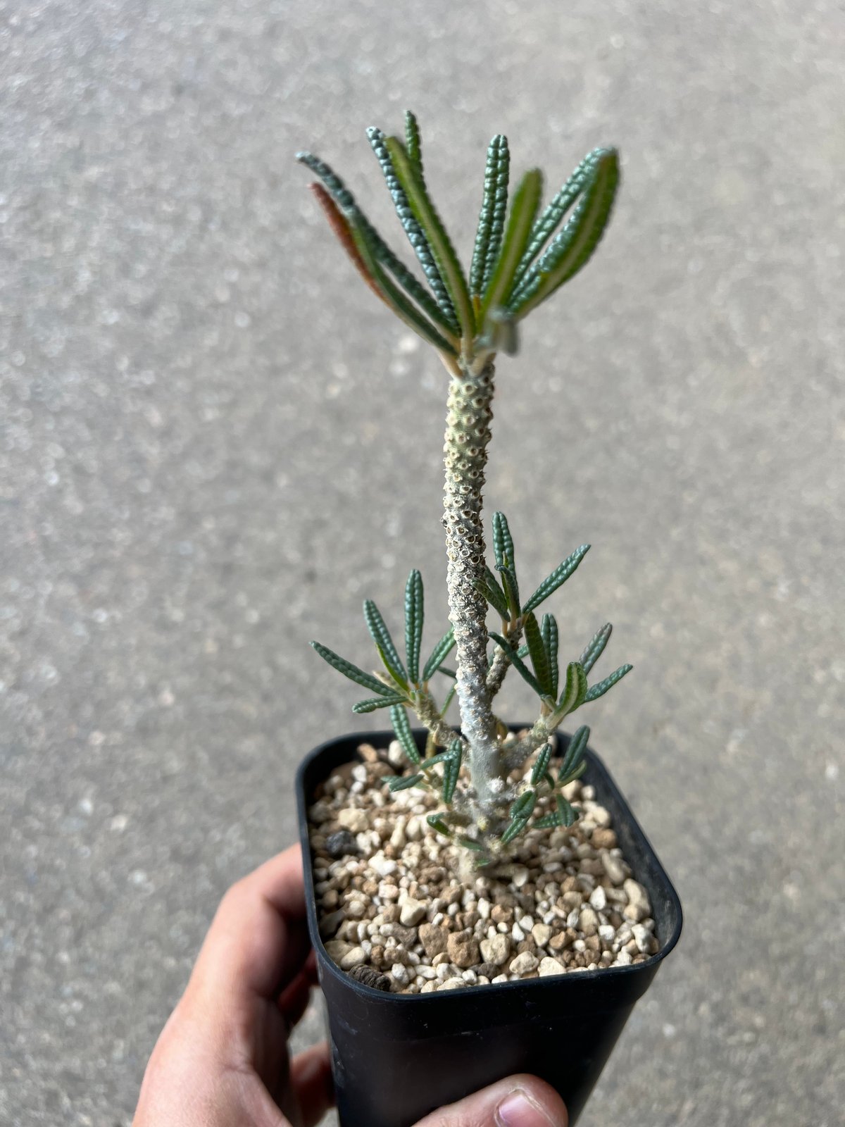 ドルステニア ギガス ブラータ | STELLA.PLANTS