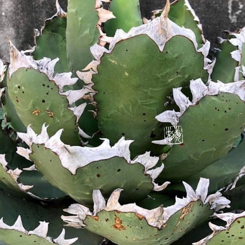 アガベ agave チタノタ titanota『大鋼牙 白排棘』 | Lucky Summe