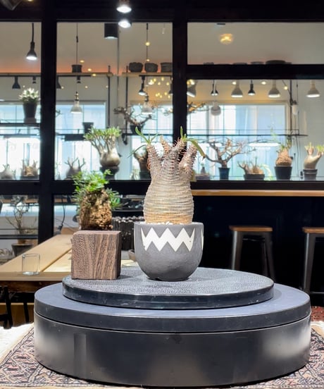 CATEGORY VALIEM鉢植込み | RISE-CAUDEX ONLINE STORE