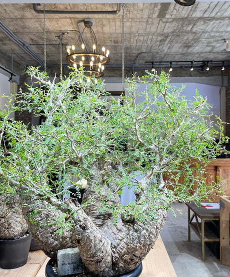 CATEGORY Operculicarya pachypus(オペルクリカリア パキプス)