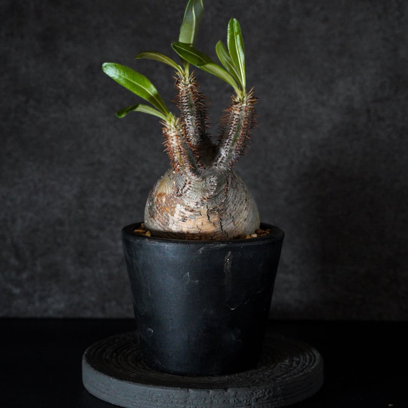 パキポディウム グラキリス-PG298 | Supervoid Caudex