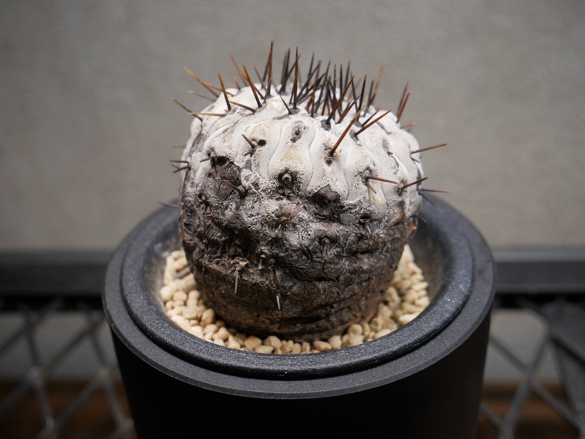 コピアポア コルムナアルバ 孤竜丸 Ⅾ | Green Shop MITSUBACHI