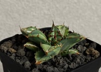 アガベ・チタノタ ビースト-003（芽）｜agave titanota beast | Plu