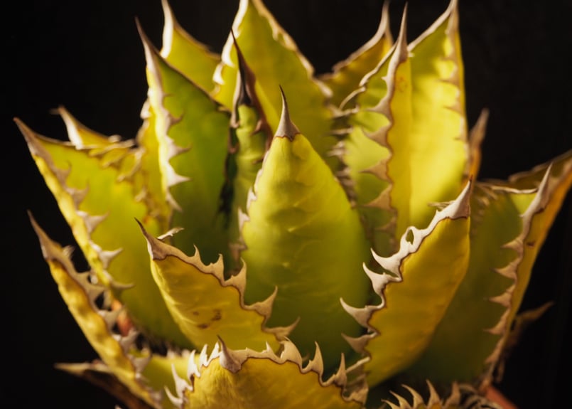 アガベ・チタノタ 萬代 X 厳竜（寛版刺）｜agave titanota×lophantha（