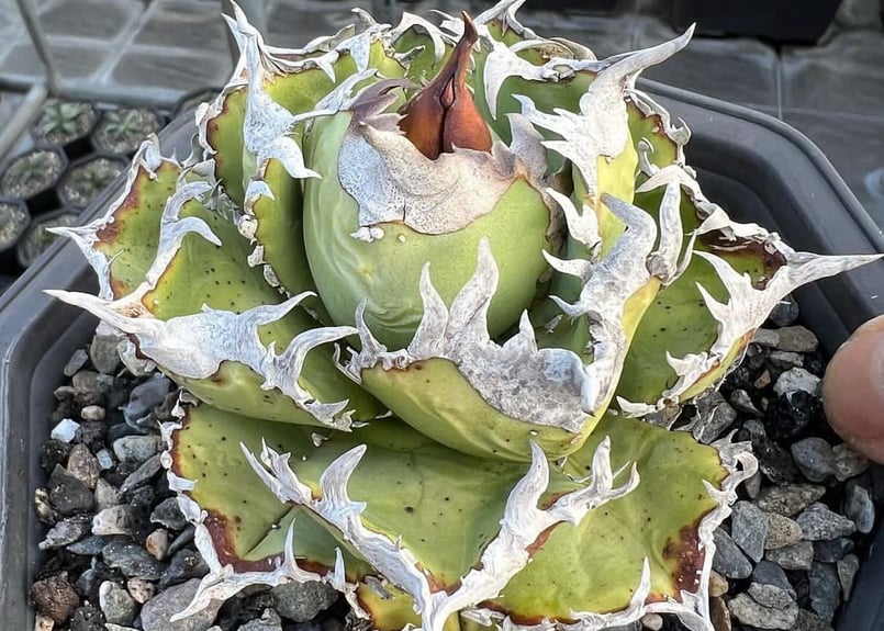 アガベ・チタノタ 皇冠(台湾Lize産)-006｜agave titanota Crown |