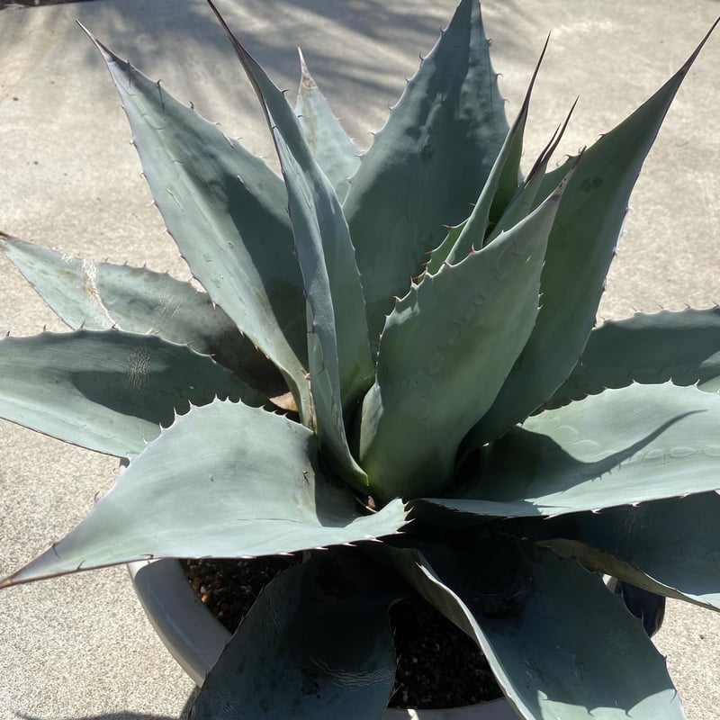 Agave ovatifolia】アガベ・オバティフォリア | ACE GARAGE 8 -