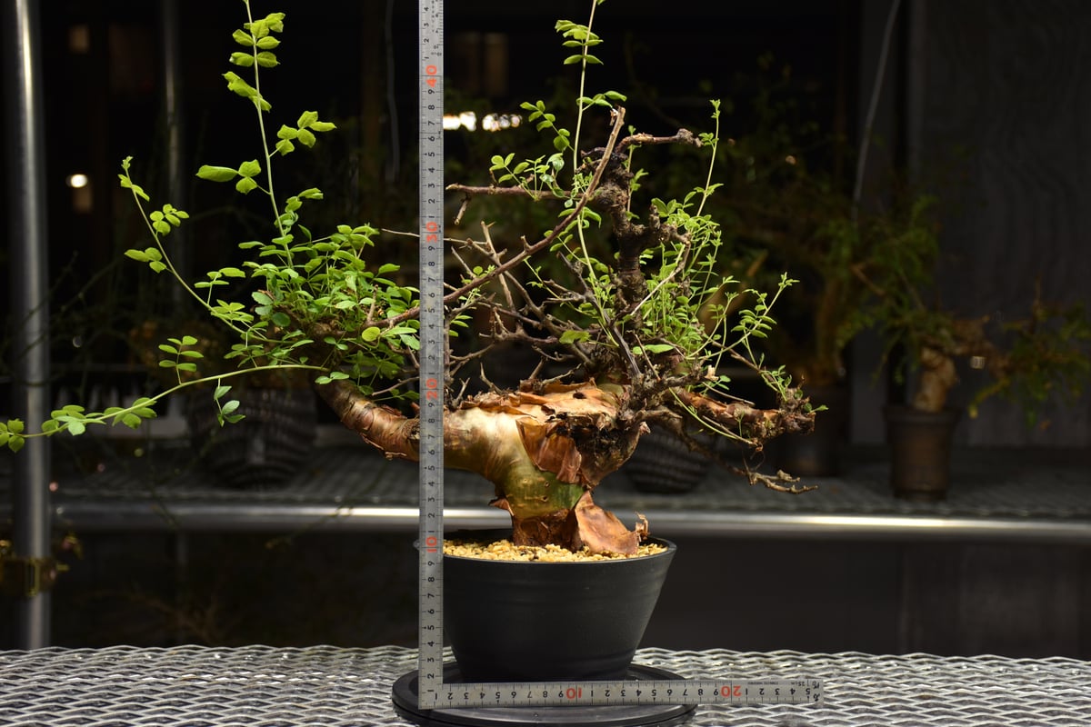 fit=scale-down,w=1200