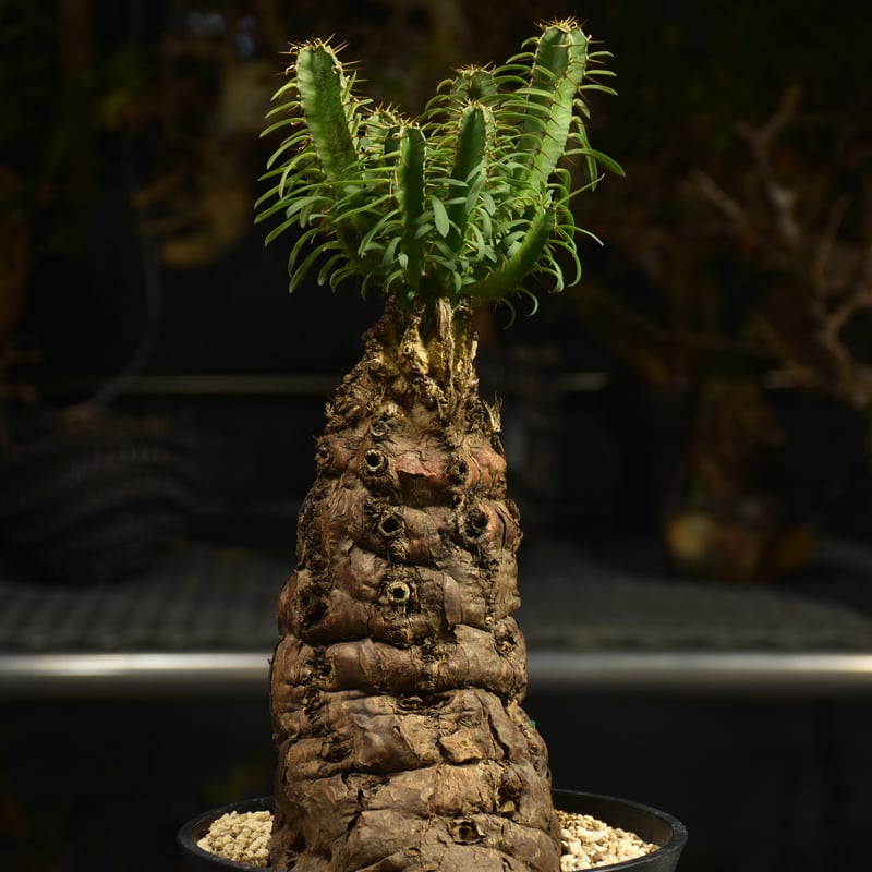 Euphorbia mlanjeana ユーフォルビア ムランジーナ 発根済現地株 H4 |