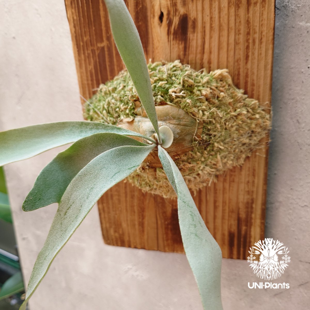 Patycerium veitchii wild（pup）ビカクシダ ベイチー ワイルド ビカ