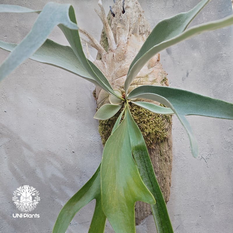 ビカクシダ ベイチー(子株) Platycerium veitchii(pup) コウモリラン