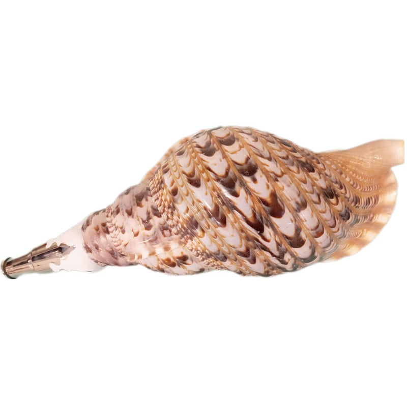 法螺貝 大 約38cm 歌口付き 品番38-01 | 多田商店 法螺貝と和装の専門店