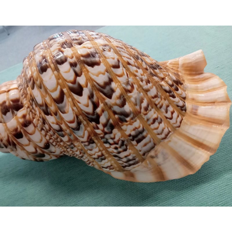 法螺貝 大 約40cm 歌口付き 品番40-01 | 多田商店 法螺貝と和装の専門店