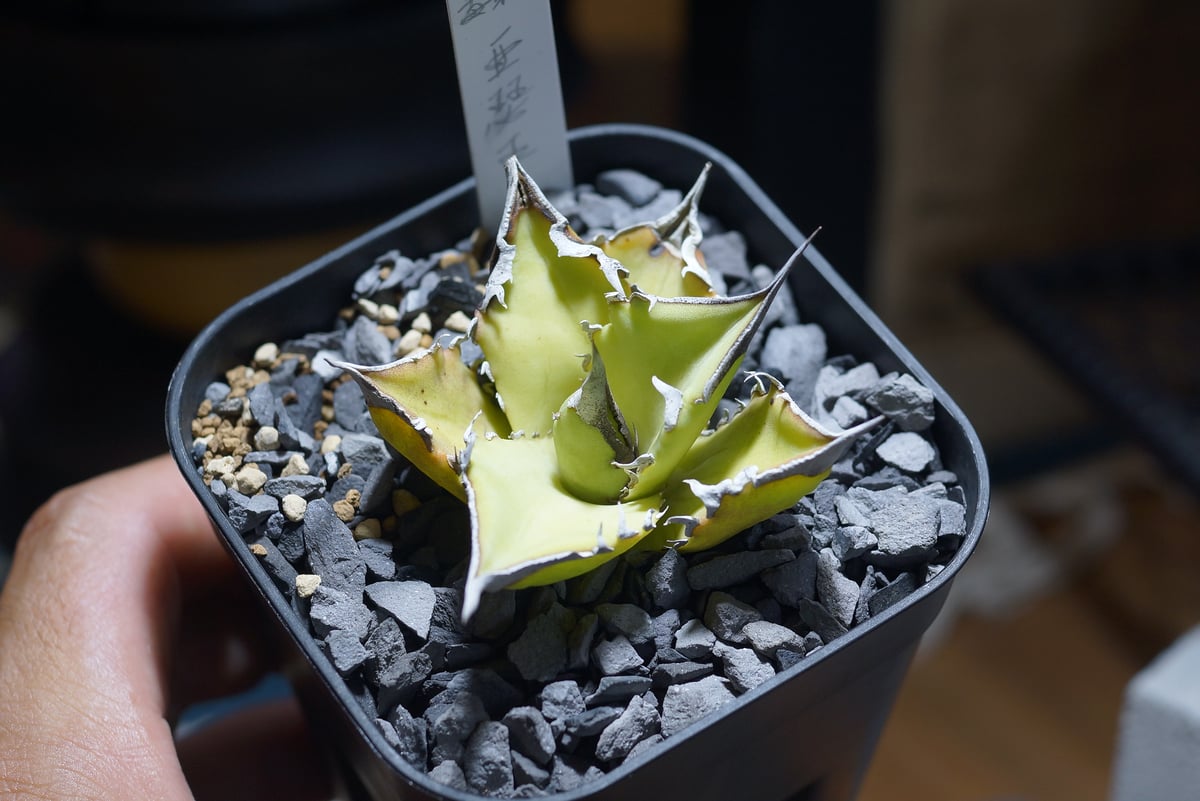 アガベ チタノタ キングアーサー/ 毒刺産 ka-02 | アガベ専門店