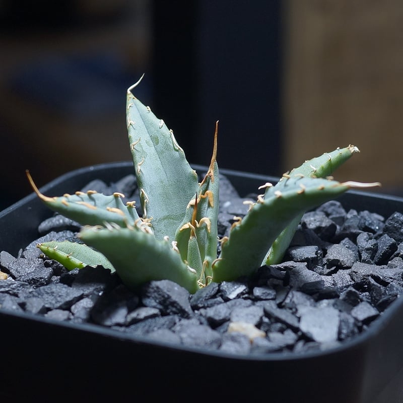 アガベ ハイブリッド 妖炎×姫厳竜/ Y×H-12 | アガベ専門店 モンスター