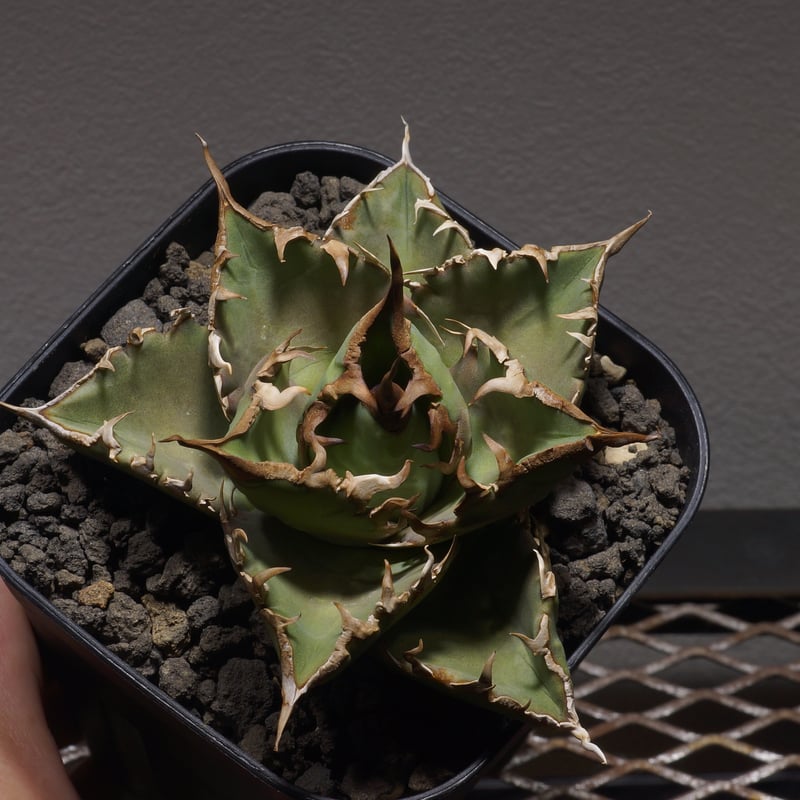 アガベ オテロイ 夕映厳竜/子株 YB-07 | アガベ専門店 モンスターハウス