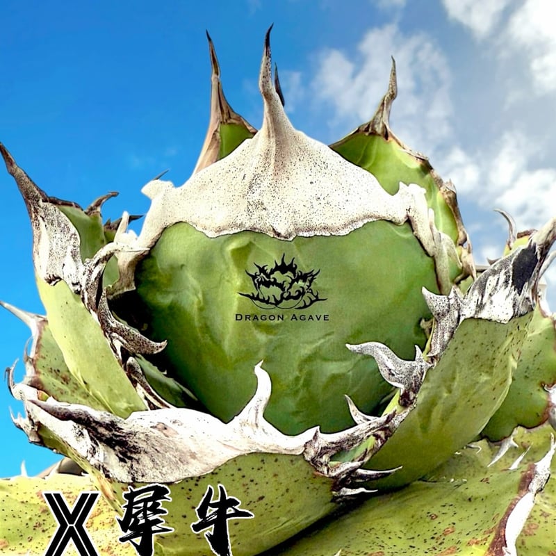 アガベ チタノタ X犀牛/ Dragon Agave産 xr-01 | アガベ専門店 モンス
