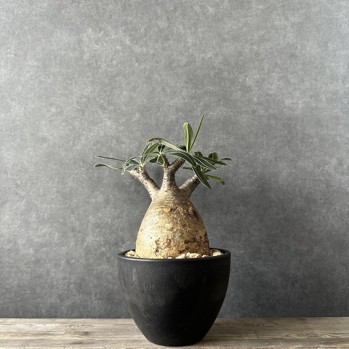 現地球・発根済】パキポディウム グラキリス 鉢付き 塊根植物