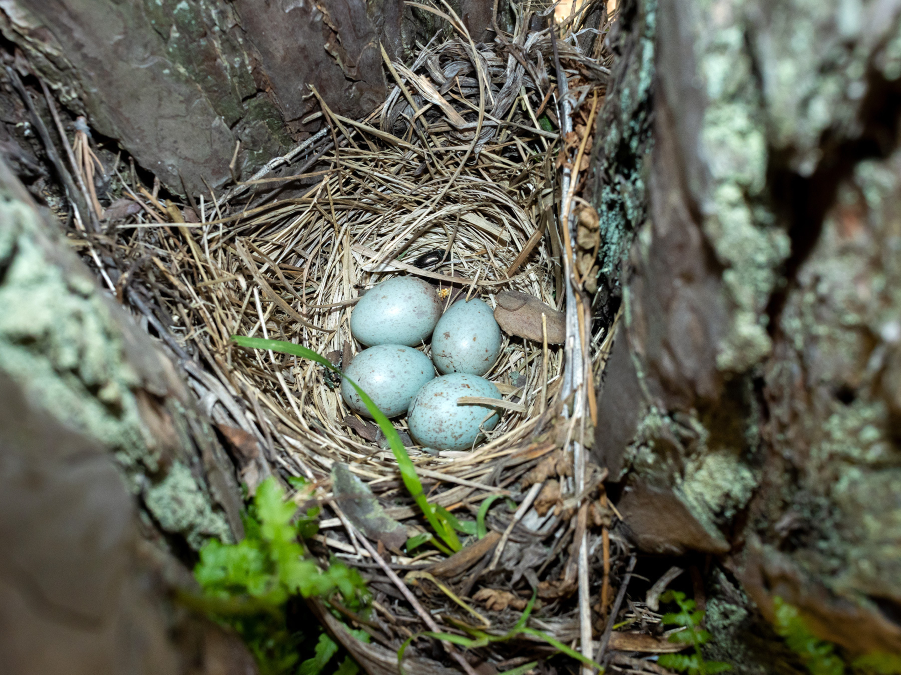 Mistle Thrush Bird Facts (Turdus viscivorus) | Birdfact
