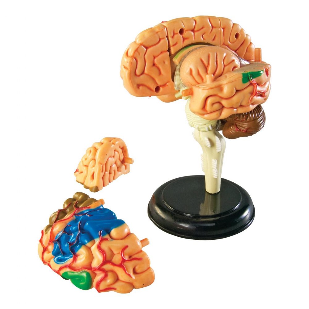 Brain Anatomy Realistic Model