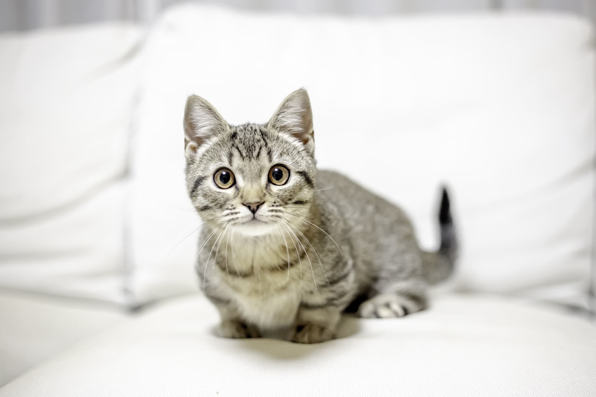 マンチカンにも足長の子がいる？ | ペットショップ 犬の家&猫の里