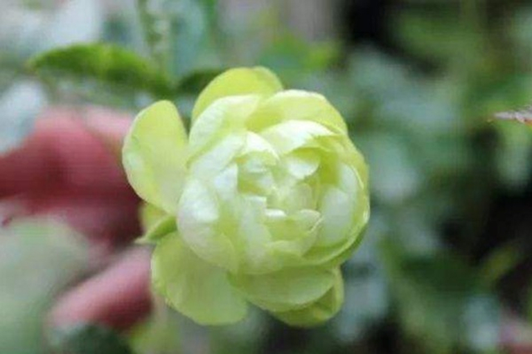 闪电(埃克莱尔) Eclair (日本Japan) — Flower Meadow Dreams