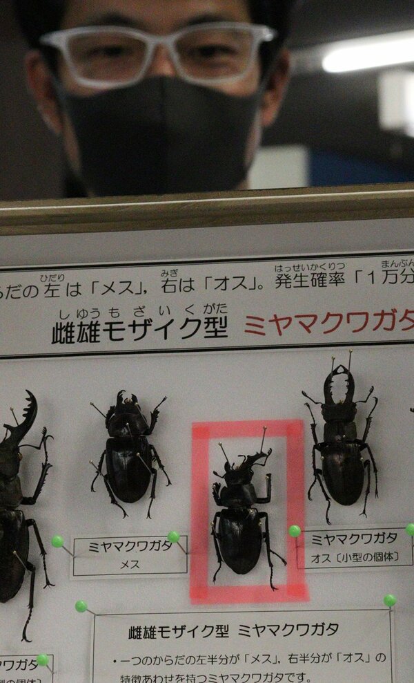 右が雄、左が雌のクワガタ「真ん中でくっきりは貴重」 卵細胞の分裂で